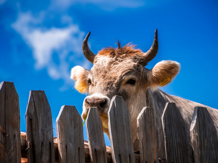Die Kühe sind los... Symbolfoto: pixabay