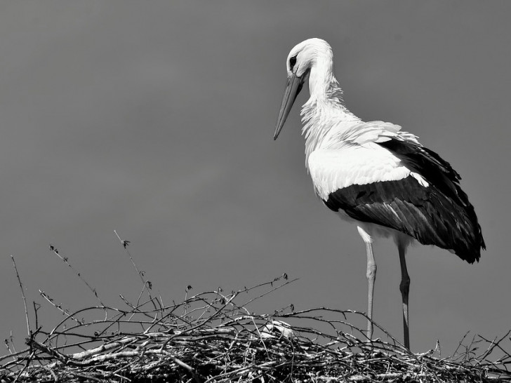 Der Storch hat es nicht geschafft. Symbolbild: Pixabay