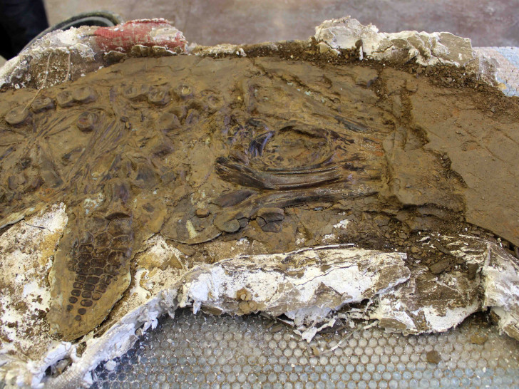 Die Mergelkuhle gilt als einzigartiges Braunschweiger Geotop und Fundort von Wirbeltier-Fossilien aus der Jurazeit. Foto: Museum