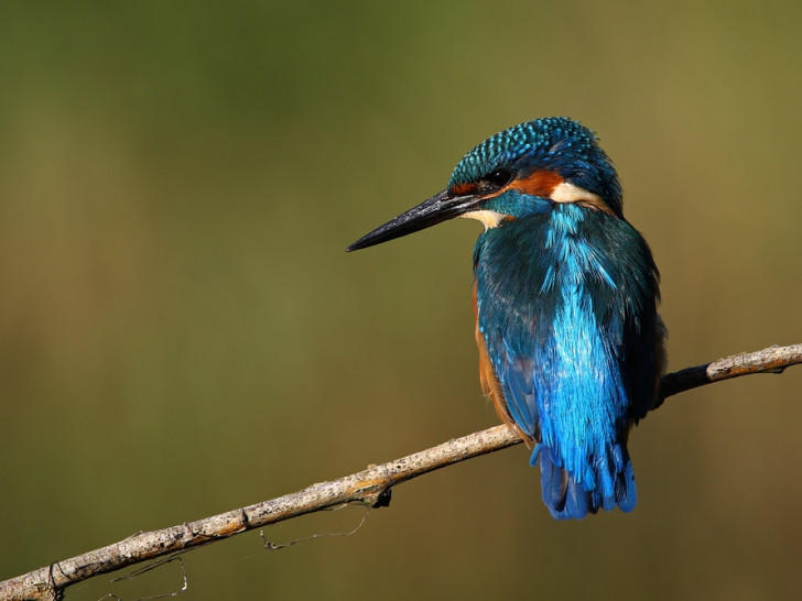 Um alle Naturinteressierten am Schauspiel des herbstlichen Vogelzuges teilhaben zu lassen, wird Anfang Oktober europaweit der sogenannte European BirdWatch durchgeführt. Quelle: NABU / R. Schmitz