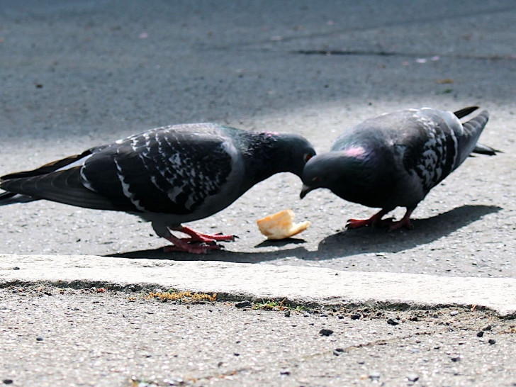 Laut M.B.S. sind Tauben ein massives Problem in der Lebenstedter Innenstadt. Symbolfoto: Archiv