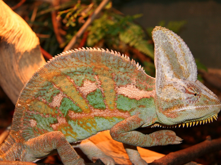 Foto: Staatliches Naturhistorisches Museum