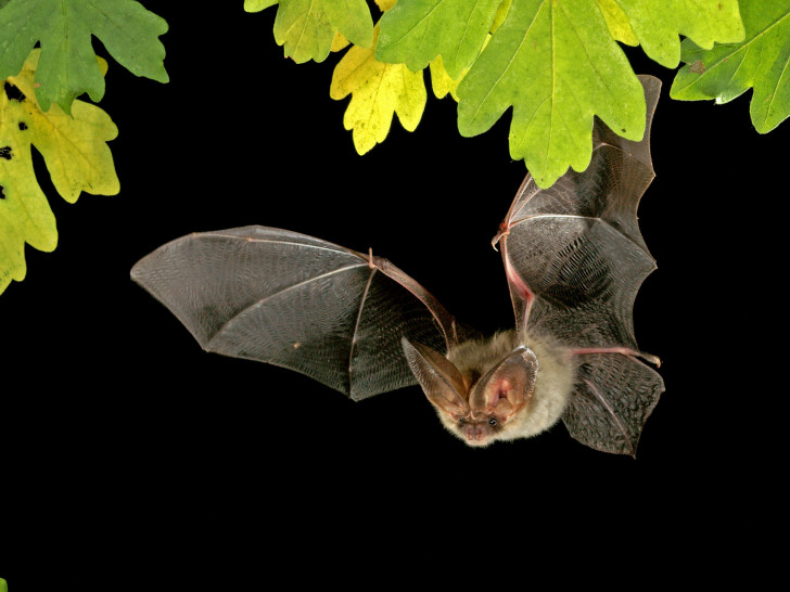 Im Juli und August werden wieder Fledermaus-Führungen in  Sankt Andreasberg angeboten. Foto: Marko König.