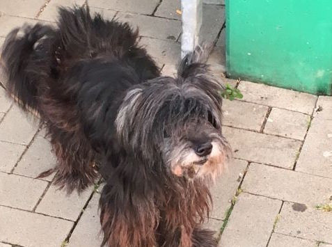 Die Polizei Goslar hat diesem Mischlingshund gefunden und such nun nach seinem Besitzer. Foto: Polizei