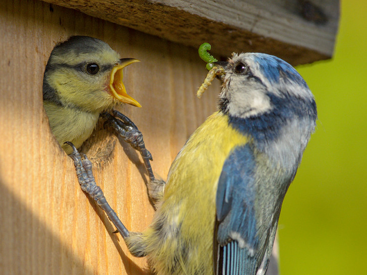 Die Vogelmutter füttert ihren Nachwuchs. Foto: NABU; Rita Priemer