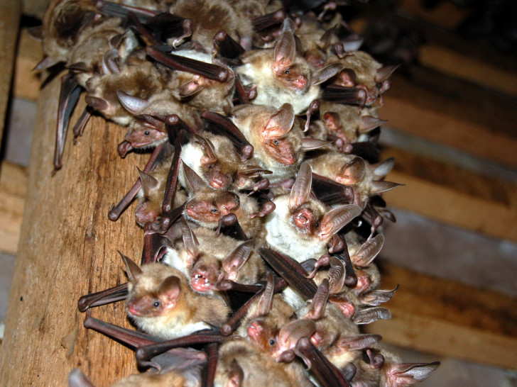 Im Nationalparkhaus dreht sich alles um die Fledermaus. Foto: Karl-Heinz Bickmeier