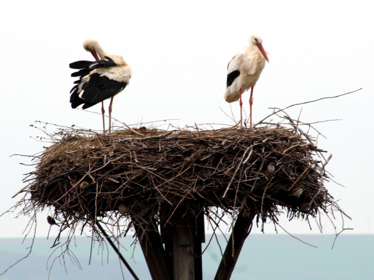 Die beiden Störche in ihrem Horst in Hedeper. Foto: Bernd-Uwe Meyer