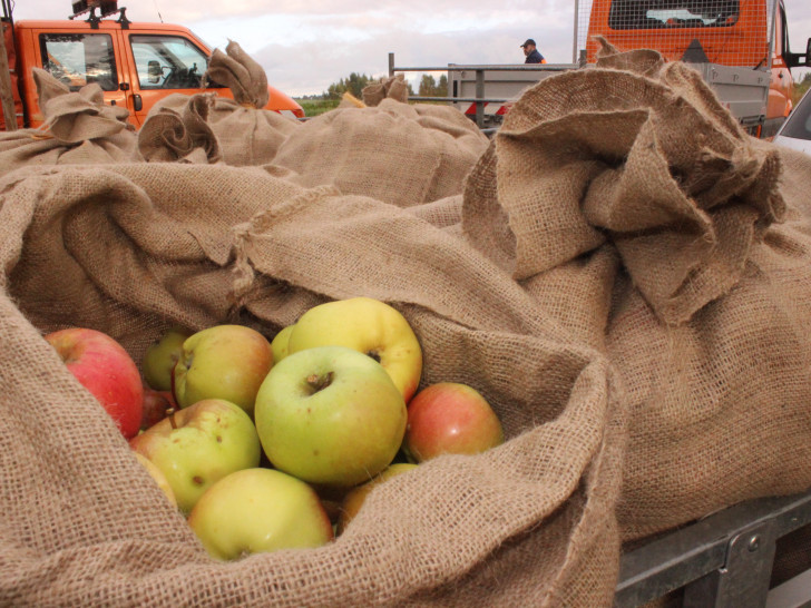Aus den gesammelten Äpfeln konnten 1.800 Liter Apfelsaft gewonnen werden. Foto: Anke Donner 