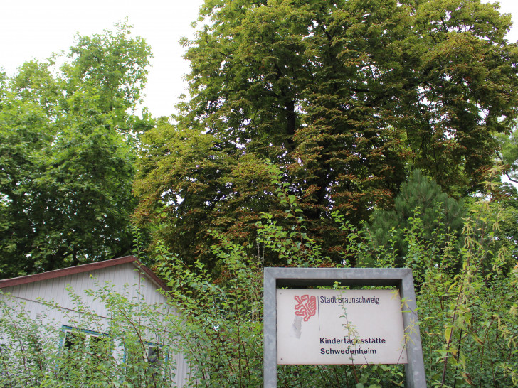 So grün wird es an der neuen Kindertagesstätte nicht bleiben: Kastanienbaum und Platane müssen weichen. Foto: Nick Wenkel