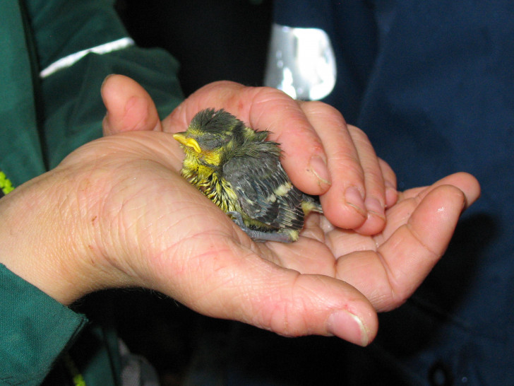 Die Jungvögel ließen sich friedlich von Ornithologen beringen. Foto: Andrea Onkes