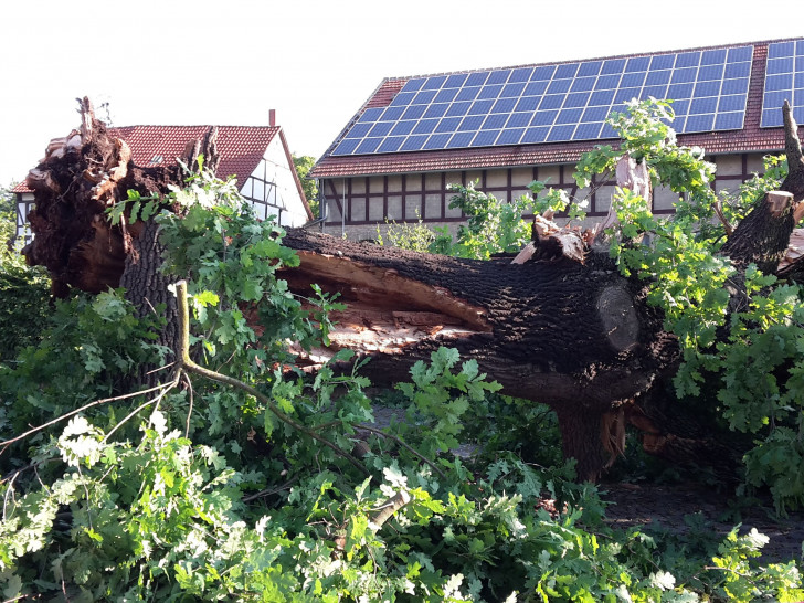 Die über 100 Jahre alte Eiche in Werlaburgdorf hat bei dem Sturm nicht standgehalten. Foto: Privat