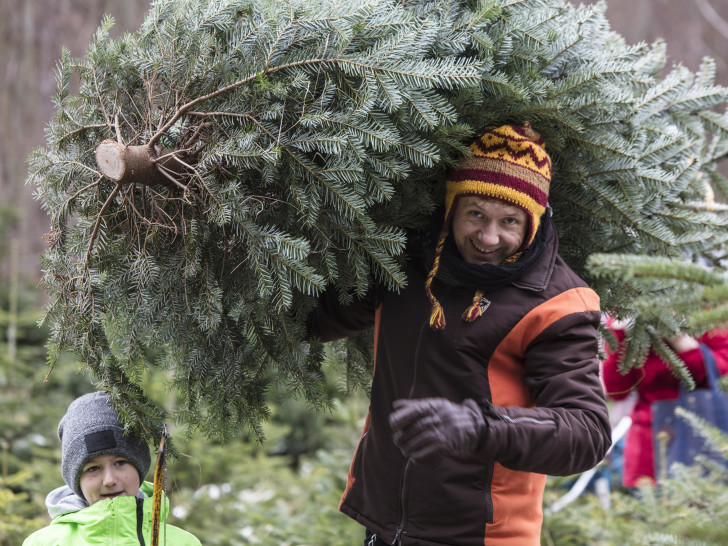 Der Baum gehört zum Weihnachtsfest zwingend dazu. Fotos: Niedersächsische Landesforsten