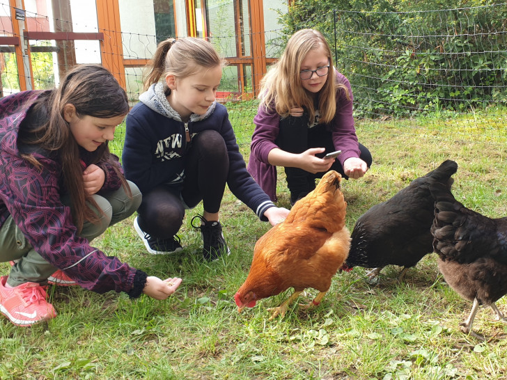Schülerinnen der Klasse 5a kümmern sich liebevoll aber auch verantwortungsbewusst um die Hühner. Foto: Haupt- und Realschule Königslutter