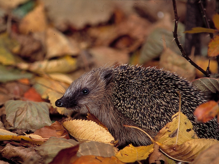 Der Herbst ist da und die Tiere bereiten sich auf den Winter vor. Foto: NABU/Bernd Kunz