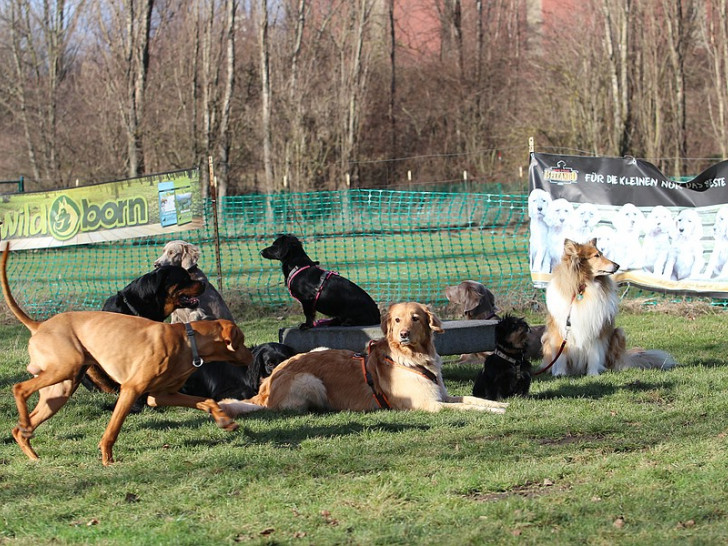 Der Internationale Rasse-Jagd-Gebrauchshunde-Verband Gruppe Wolfenbüttel-Salzgitter lädt zum Tag des Hundes ein. Foto: IRJGV