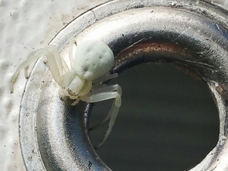 Nicht so gefährlich, wie sie aussieht: Die weiße Spinne, gesichtet an der Kita Salzdahlum. Foto: Leser
