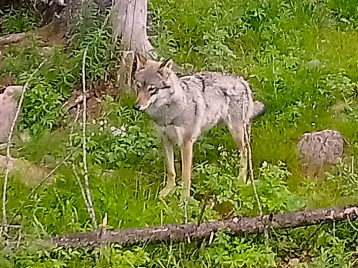 Wird der Wolf auch im Harz wieder heimisch? Foto: Alexander Dontscheff