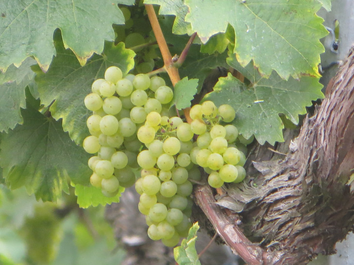 Gäste seien herzlich eingeladen, zum Gewölbekeller der Weinbruderschaft zu erscheinen. Foto: Privat