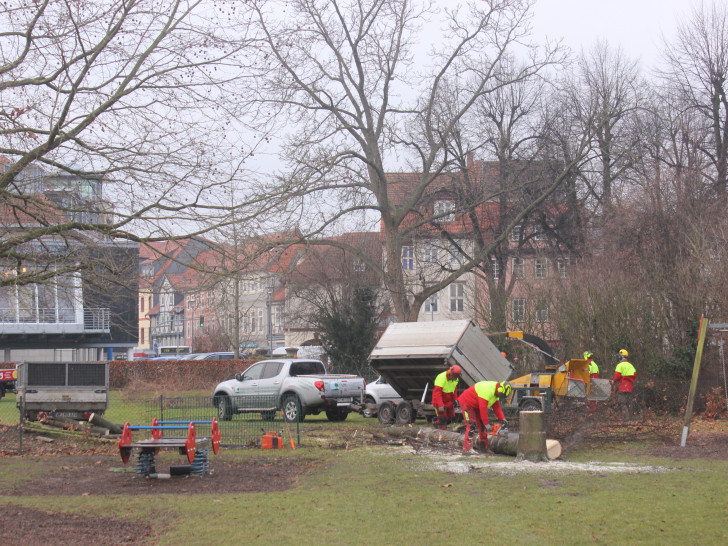 Auf dem Gelände der Volksbank Am Herzogtore haben die Arbeiten begonnen. Derzeit werden Bäume gefällt. Foto: Anke Donner 