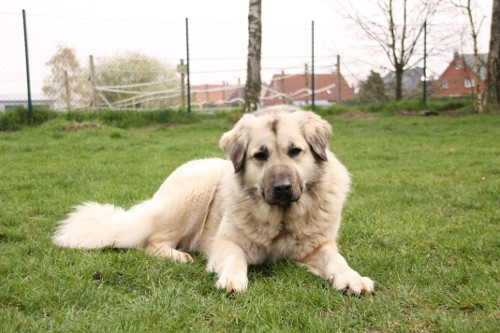 Bella sucht Menschen mit Herdenschutzhund-Erfahrung. Foto: Tierschutzzentrum Ribbesbüttel
