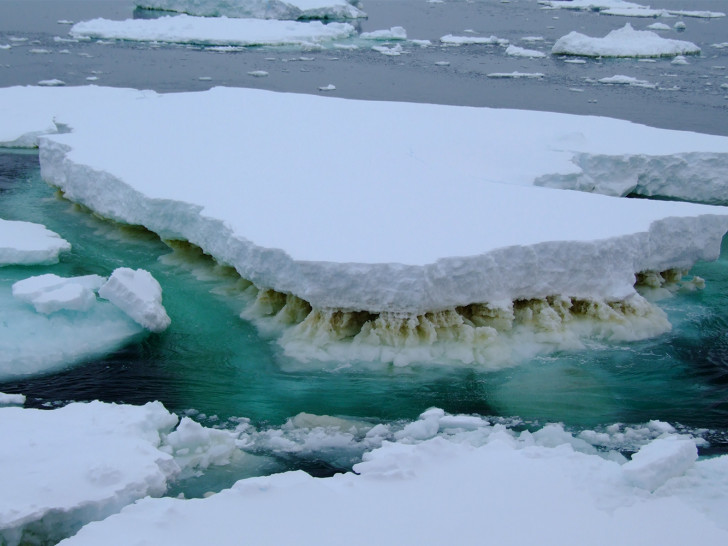 Meereis in der Antarktis. Die braune Färbung entsteht durch sogenanntes Phytoplankton. Diese mikroskopisch kleinen Algen wachsen am Meereis und stehen an der Basis vieler Nahrungsnetze, die letztlich alle größeren Lebewesen versorgen. Schmilzt das Meereis, so beeinflusst das auch das Phytoplankton und in weiterer Folge Fische und Meeressäuger. Foto: Rick Cavicchioli