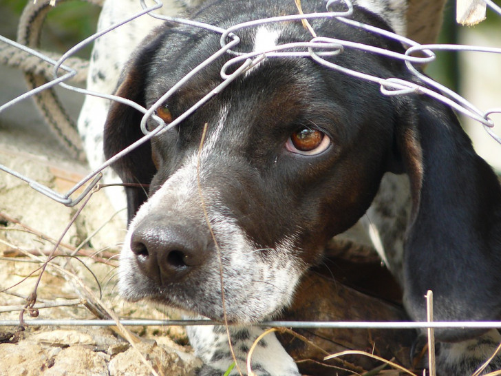 Der Hund, der beste Freund des Menschen. Oft aber nicht so behandelt, wie er es verdient. Symbolfoto: Pixabay
