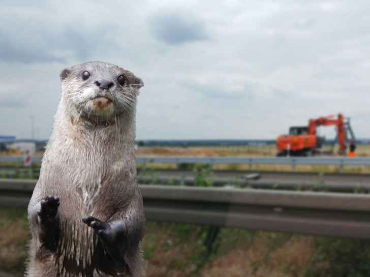 Der Lebensraum der Otter soll geschützt werden. Symbolfoto: Alexander Panknin/Pixabay