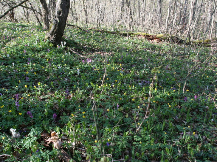 Naturkundliche Wanderung gefällig? Foto: Martin Bollmeier
