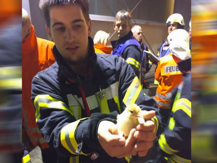 43.000 Küken gerettet, Foto: Dannheim/ Kreisfeuerwehr Pressestelle