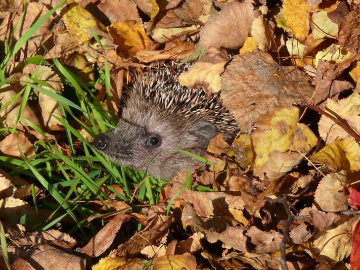 Igel sind in der Regel nicht so hilflos, wie sie manchmal wirken. Foto: NABU/Bärbel Rogoschik