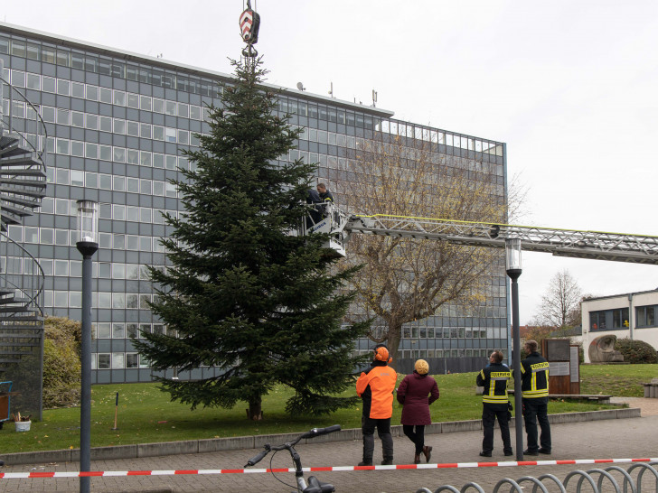 Seit dem heutigen Dienstag steht der Baum vor dem Rathaus. Foto: Rudolf Karliczek