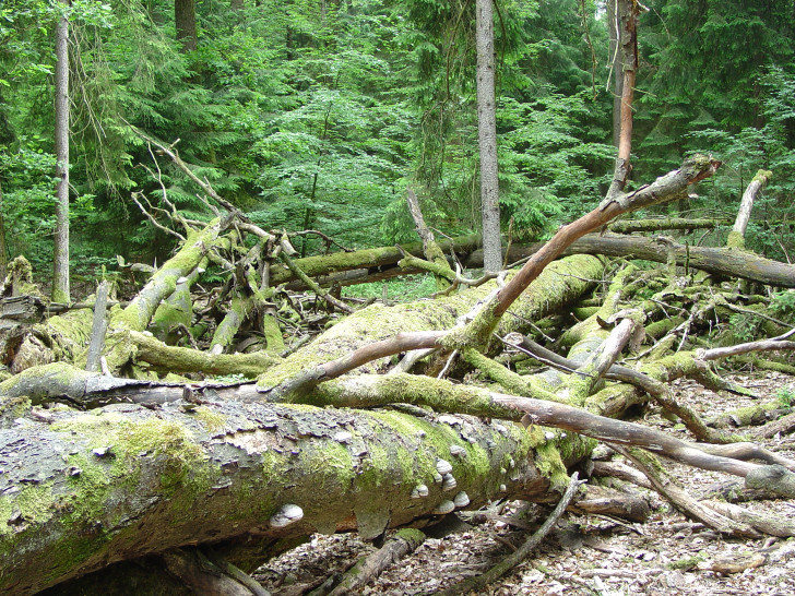 Allein im Harz und südöstlichen Niedersachsen sind es 16.700 Hektar Wald. Foto: NLF