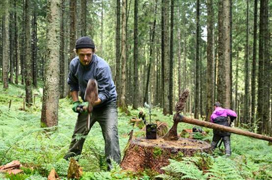 Bergwaldprojekt e.V. und Landesforsten setzen auf naturnahen Harzwald.
Foto: Bergwaldprojekt e.V.