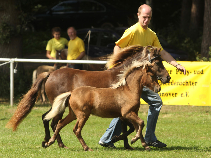 “Bacardi MK” holt den Sieg
Upener Classic Pony-Fohlen gewinnt 1. Platz beim 21. Fohlenchampionat in Steyerberg. Foto: Marianne Schwöb