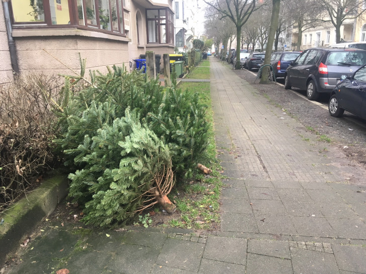 Ab heute werden in Braunschweig die Weihnachtsbäume abgeholt. Symbolfoto:  Alexander Dontscheff