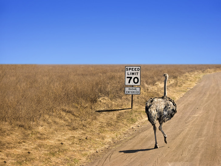 Emus sind verdammt schnelle Vögel. Symbolfoto: Pixabay