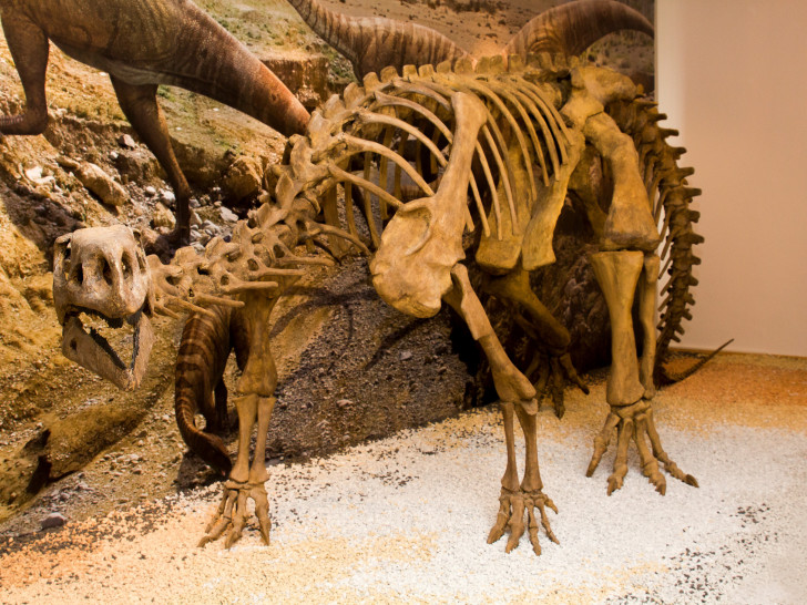 Am 14. Juni findet im Naturhistorischen Museum  ein Vortrag zum Plateosaurus statt. Foto: Naturhistorisches Museum  