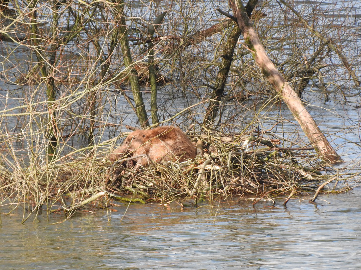 Ein Biber beim Sonnenbad. Foto: NABU/Nicole Feige