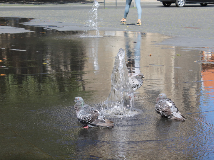 Tauben auf dem Platz der Deutschen Einheit. Foto: Archiv/Balder