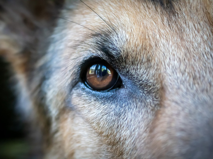 In Ohrum und Umgebung stehen Hundehasser Tag und Nacht unter Beobachtung. (Symbolbild) 