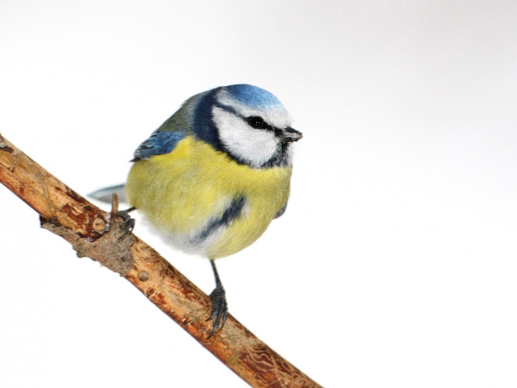 Eine Blaumeise. Vom 5. bis 7. Januar ist die "Stunde der Wintervögel" wieder gekommen. Foto: NABU/F. Derer.