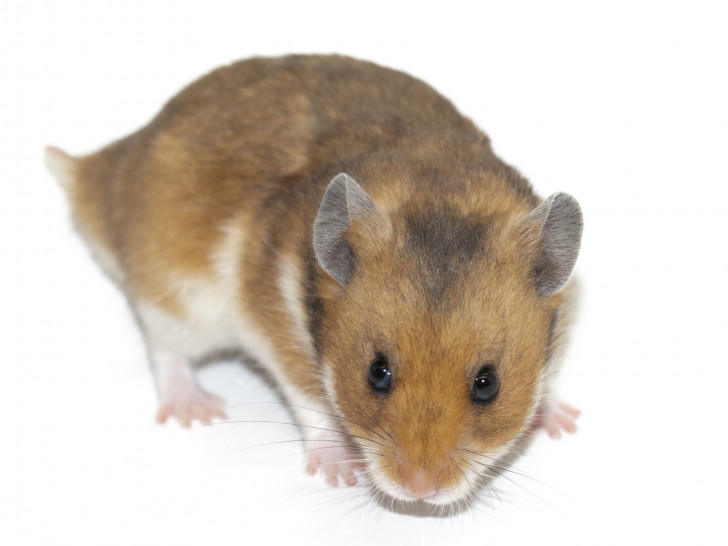 Kann ein Hamster ein Neubaugebiet zu Fall bringen? Symbolfoto: pixabay