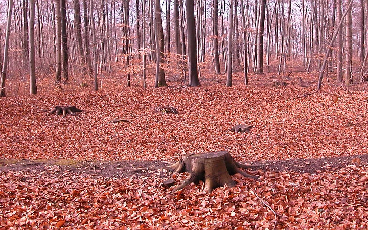 Lechlumer Holz im Herbst, Basis des Grabtempels. Foto: HAB
