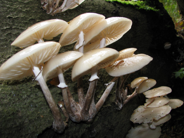 Am 9. November kann man noch allerhand über Pilze lernen. Foto: NABU Wolfenbüttel