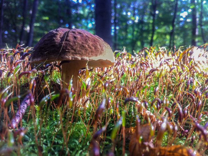 Kleiner Steinpilz im Moos: Foto: Beate Zgonc