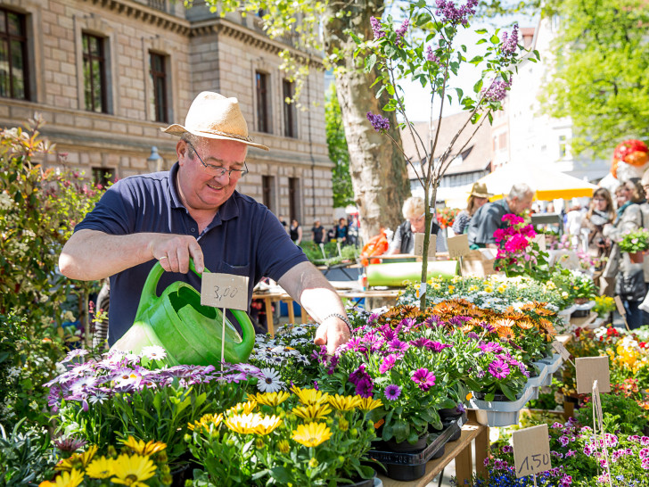Der erste BBG-Blumenmarkttag verwandelt am 4. Mai von 10 bis 16 Uhr den Domplatz in ein Blumenmeer. Foto: Braunschweig Stadtmarketing GmbH/Marek Kruszewski