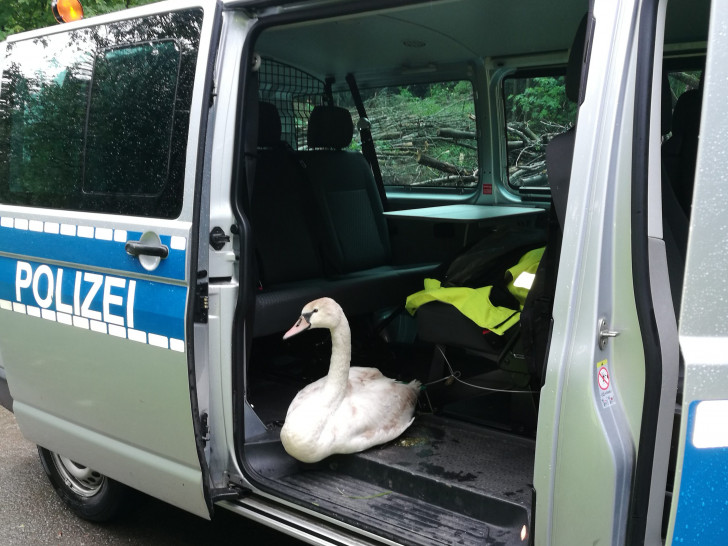 Die Polizei brachte am Freitag einen jungen Schwan in Sicherheit, der sich auf die L515 verirrt hatte. Foto: Polizei