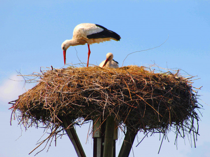Die neuen Störche in Hedeper. Foto: Bernd-Uwe Meyer