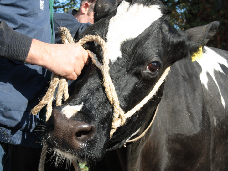 Tierbesitzer können ihre Rinder, Ziegen und Schafe demnächst gegen die Blauzungenkrankheit impfen lassen. Symbolbild: Werner Heise