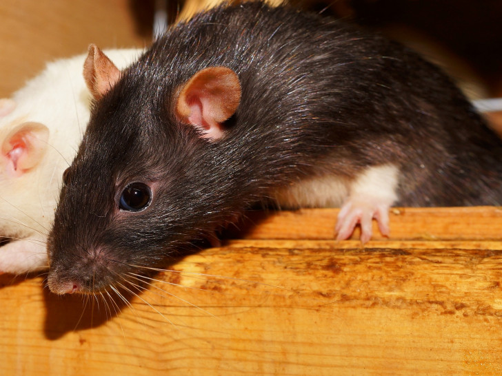 Ratten an der Schule?Symbolfoto: pixabay